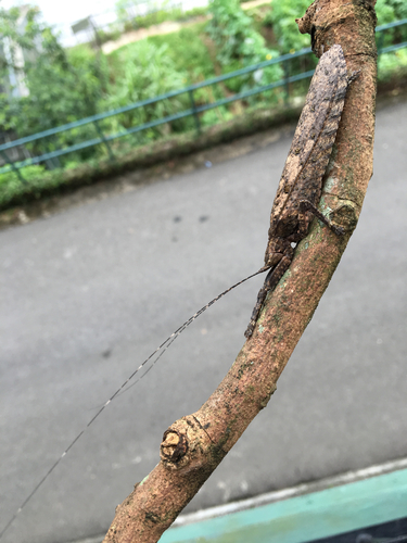 Tegra novaehollandiae (Haan, 1843)