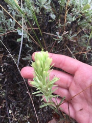Castilleja thompsonii