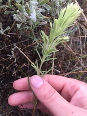 Castilleja thompsonii