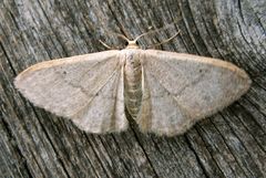 Idaea distinctaria