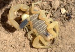 Leiurus hebraeus