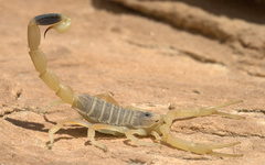 Leiurus hebraeus