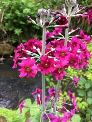 Primula pulverulenta