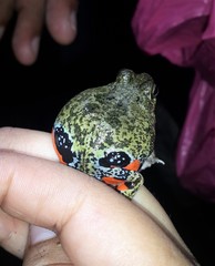 Pleurodema brachyops