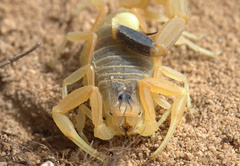Leiurus hebraeus