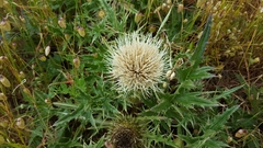 Cirsium quercetorum