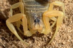 Leiurus hebraeus
