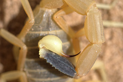 Leiurus hebraeus