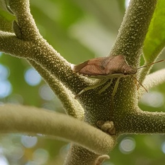 Supputius cincticeps