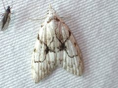 Nola delograpta