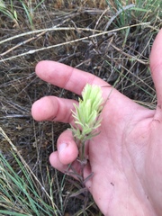 Castilleja thompsonii