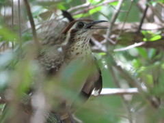 Dromococcyx phasianellus
