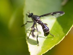 Daptolestes limbipennis