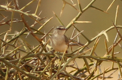 Eremomela icteropygialis