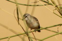 Eremomela icteropygialis