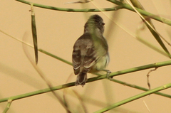 Eremomela icteropygialis