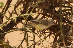 Eremomela icteropygialis
