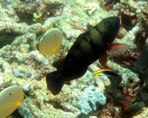 Bleeker's parrotfish (Chlorurus bleekeri) — Scaridae — 5