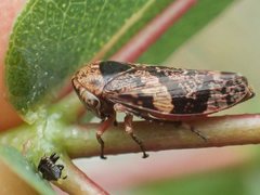 Eurymeloides adspersa