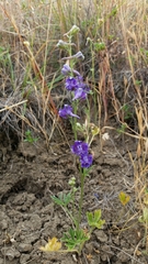 Delphinium hesperium