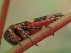 Eurymeloides adspersa