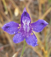 Delphinium hesperium