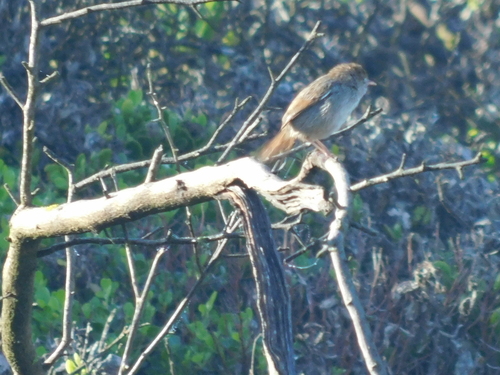 Grey-backed Cisticola (Cisticola subruficapilla), photo 6