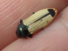 Castiarina fossoria