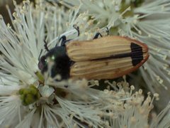 Castiarina fossoria