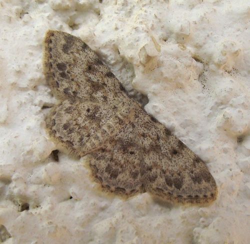Idaea camparia