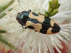 Castiarina interstitialis