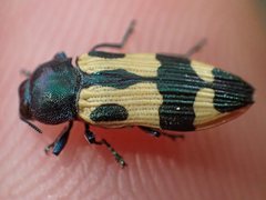 Castiarina interstitialis