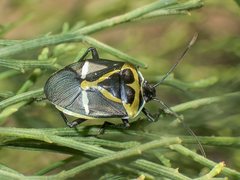 Commius elegans