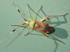 Pseudopantilius australis