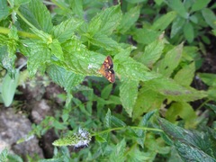 Pyrausta aurata