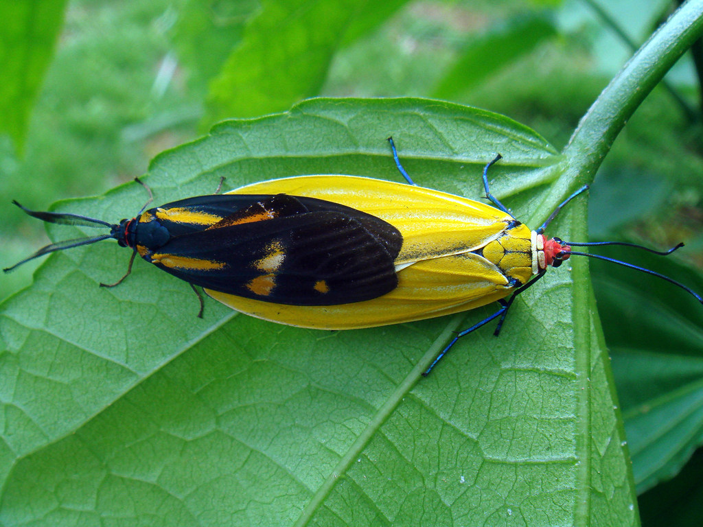 Soritia leptalina