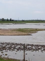 Recurvirostra avosetta