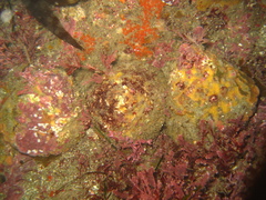 Megastraea undosa