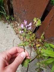 Lamium amplexicaule