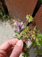 Lamium amplexicaule