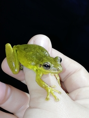 Scinax ruber