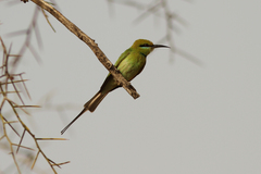 Merops viridissimus