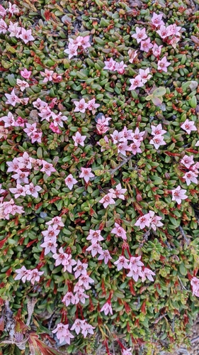 alpine azalea