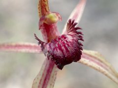 Caladenia ampla