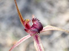 Caladenia ampla
