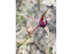 Caladenia ampla