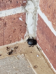 Phanaeus triangularis