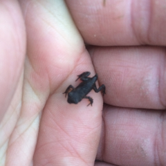 Anaxyrus americanus