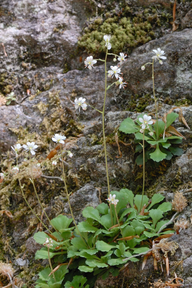 Saxifraga cuneifolia (Saxifraga cuneifolia)