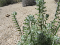 Cryptantha barbigera